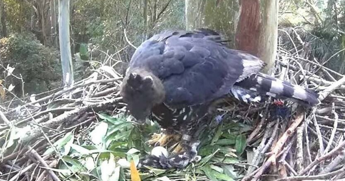 Венценосная орлица высидела два подброшенных нильской гусыней яйца