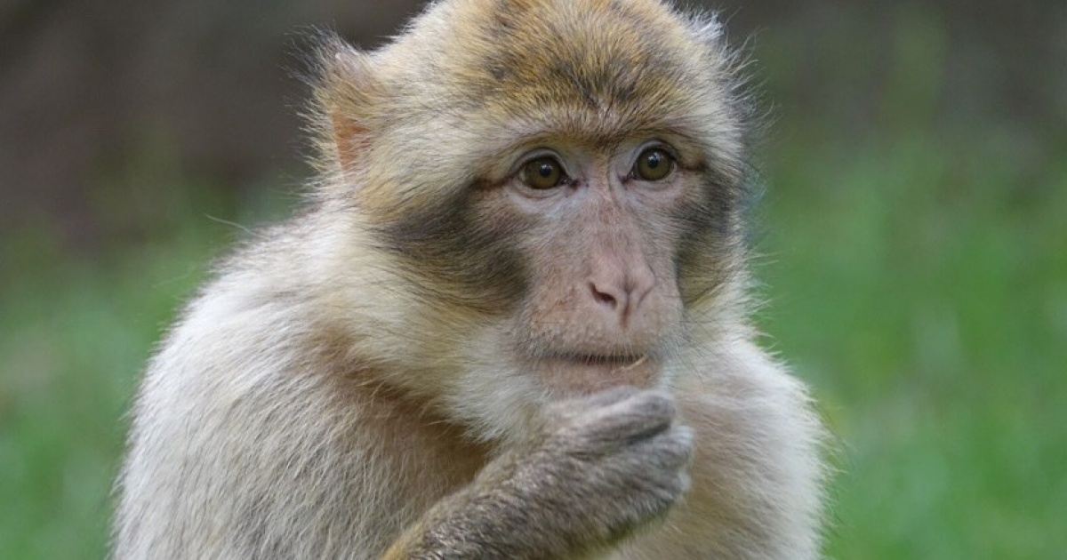 Маготы поели земли