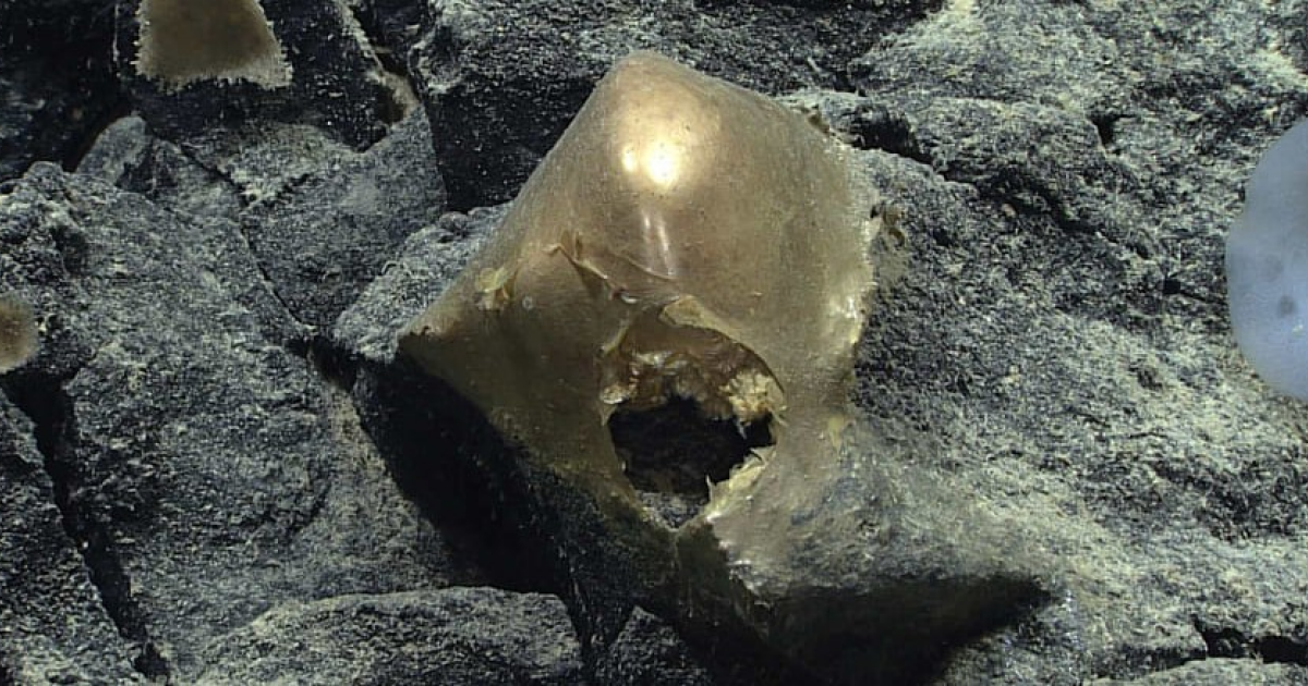 Золотой шар со дна Тихого океана оказался основанием актинии