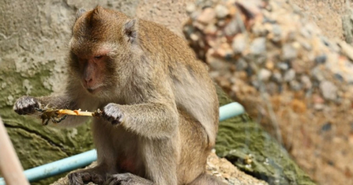 Тайские макаки-крабоеды поохотились на раков-отшельников