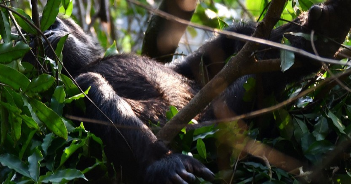 Шимпанзе построили более теплые гнезда накануне холодной ночи