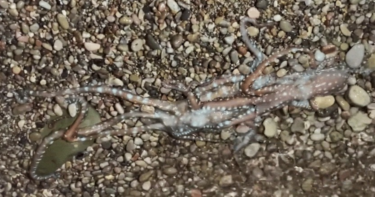 Пара спрутов вышла на сушу во время спаривания