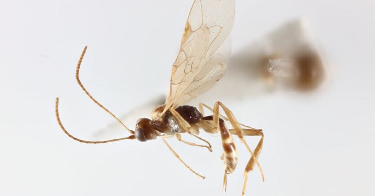 К столетию Дэвида Аттенборо в его честь назвали новый род наездников из Чили