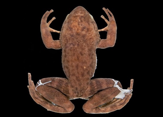 Ең жақсы еркек порно актерлер