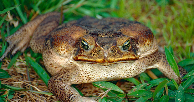 Олар шынымен есекпен айналысады