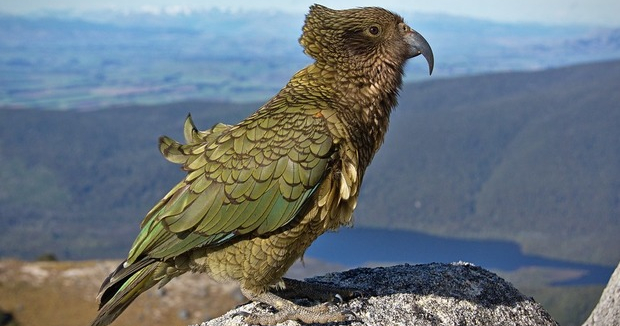 Қышқыл порнография