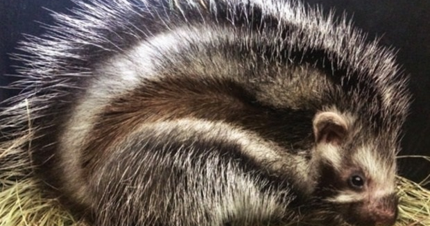 Бұзылған порно кештер бейнелері