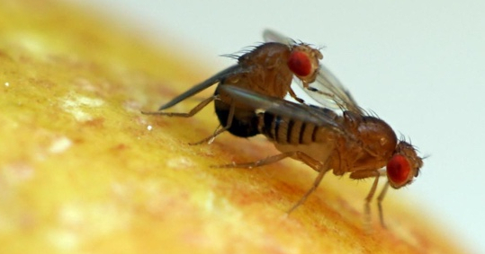 Abadiy yoz uchun erotik modalar