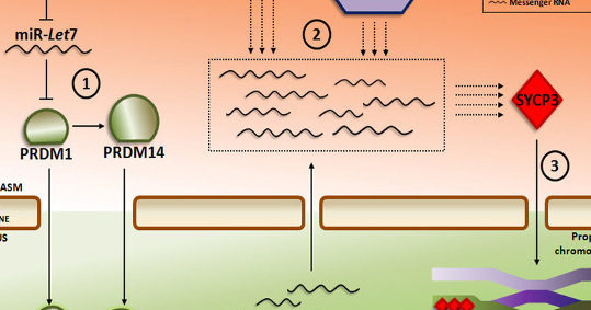 Қыздар жалаңаш еркектердің суретін салады.