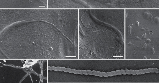 Porno kaltaklar va usta