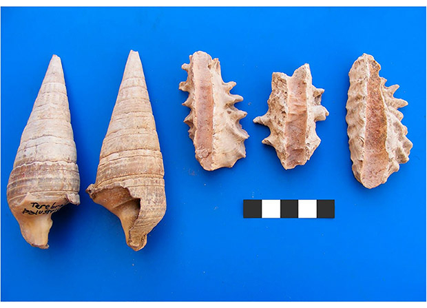 Моллюск из раковины которого делают украшения - 81 фото