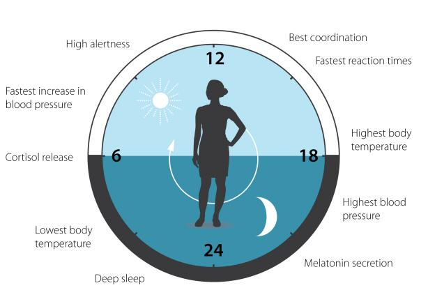 Более 180 работ на тему "Circadian Clock": стоковые иллюстрации, векторная графи