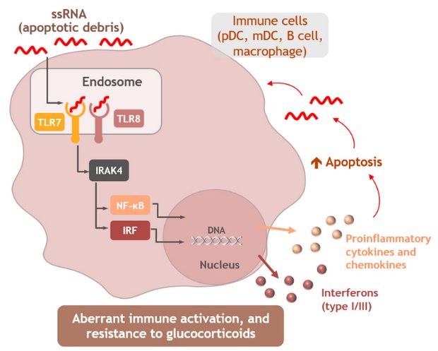 Ca0 ca+2. схема подключения 3-х фазного генератора. фаза 2. стадия g0. фаза 2.