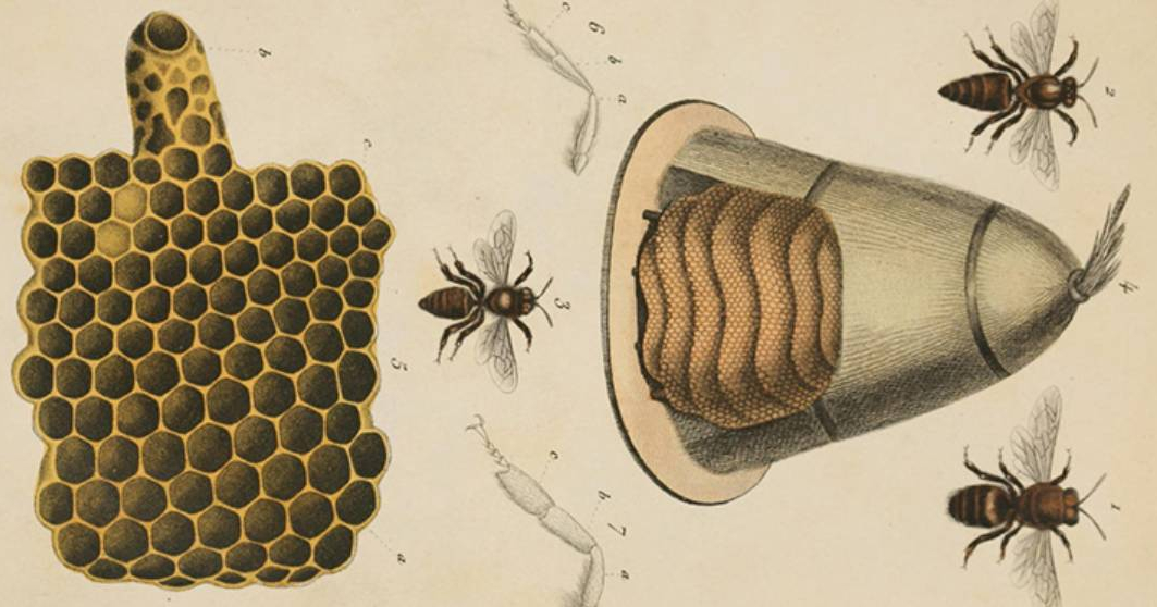 Пчелы упорядочили числа слева направо. Ранее такая особенность была ...