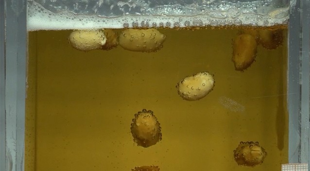 Физики разобрались с танцем арахиса в пиве