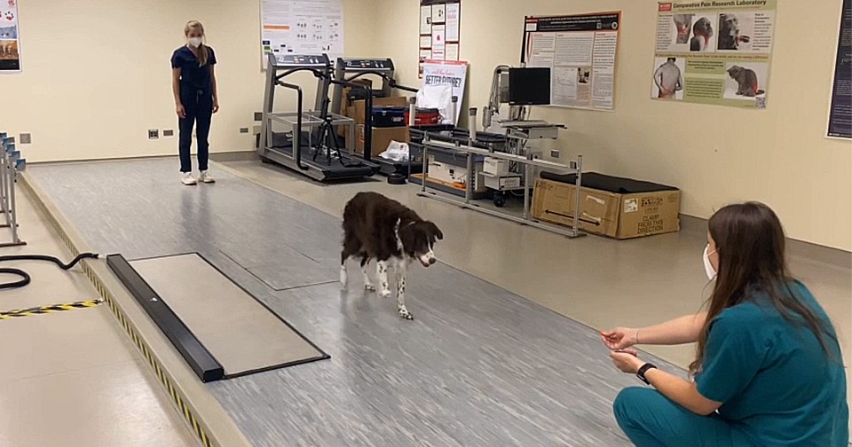 Деменцию у собак оценили по скорости ходьбы без поводка. Речь идет ...