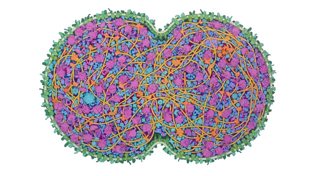 Искусственные клетки с минимальным геномом быстро адаптировались в процессе эволюции