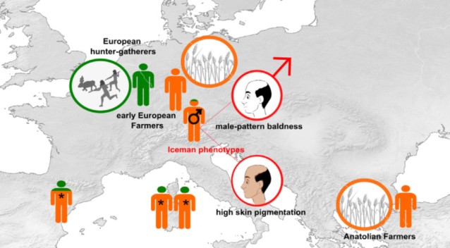 Палеогенетики перечитали геном Этци