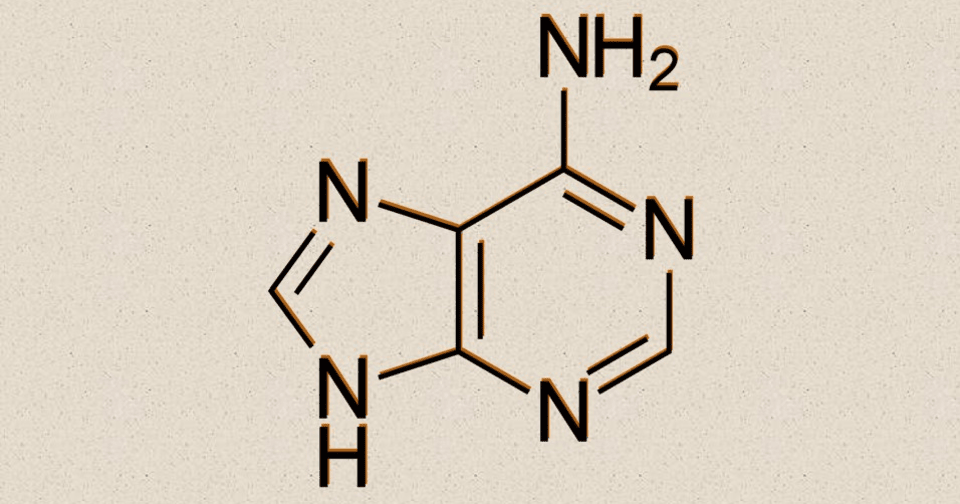 Аденин предсказал терминальную стадию повреждения почек при ...