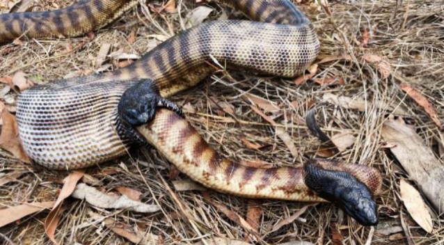 Питон съел питона