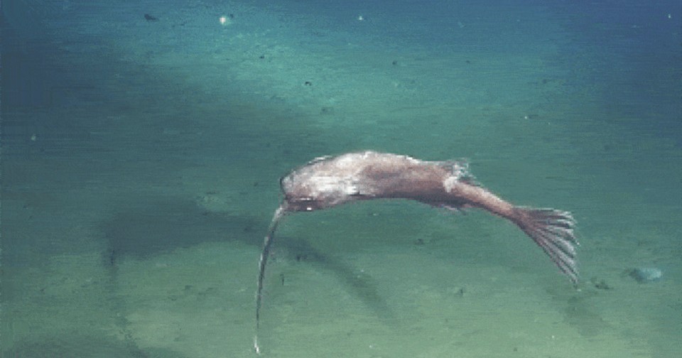 Глубоководных удильщиков обнаружили плавающими брюхом вверх в разных ...