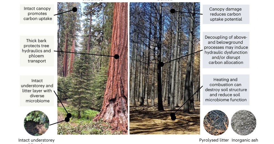 Частые пожары сделали леса ненадежными хранителями углерода. В лесных ...