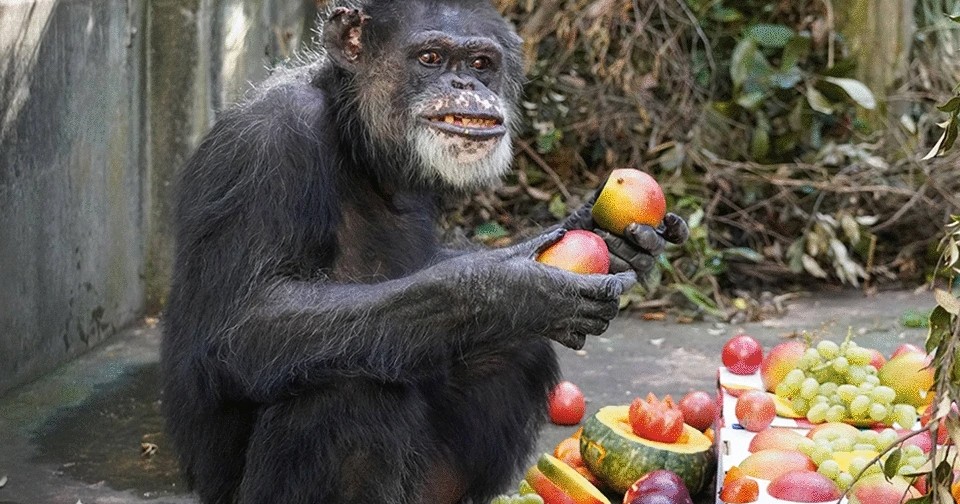 Японцы вылечили зараженных 40 лет назад гепатитом С шимпанзе. Один ...