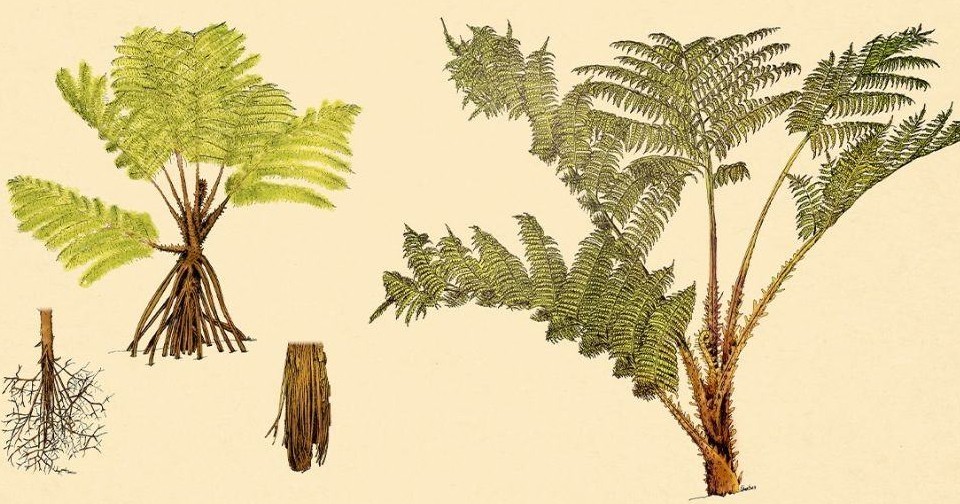 Древовидный папоротник превратил отмирающие вайи в корни. Вероятно, это ...