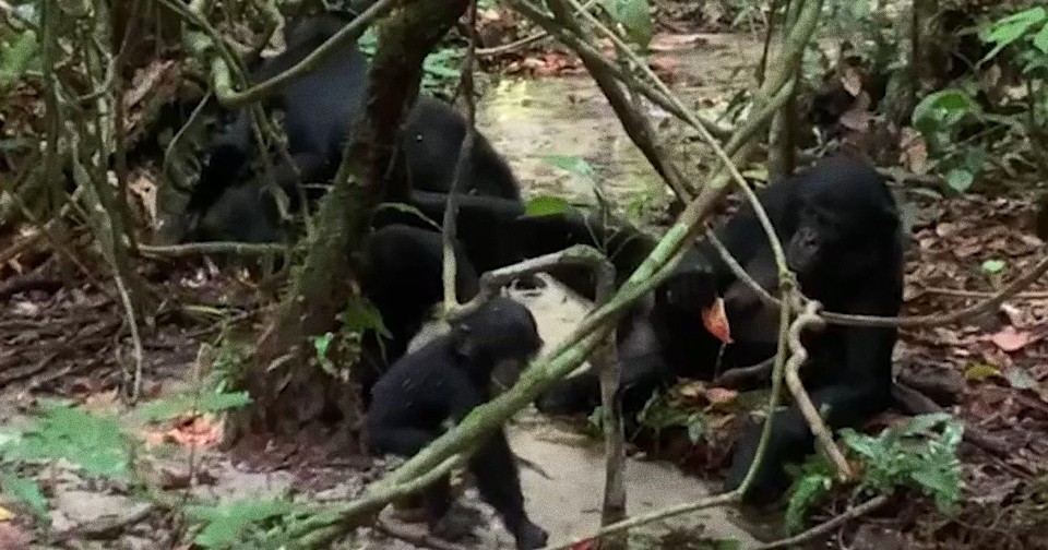 Самка бонобо попила воду из пустого стручка колы. Это редкий случай ...