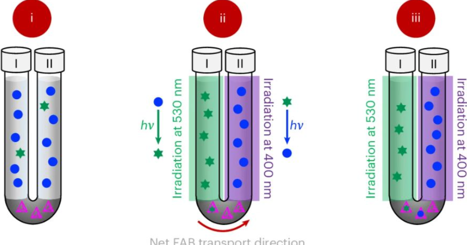 Демон Максвелла помог создать градиент концентрации азобензола. В ...