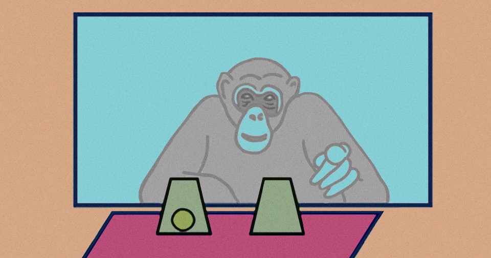 Шимпанзе верно оценили вероятности. В экспериментах с чашками обезьяны ...